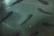 画像1: 【淡水魚】【通販】極上 ブラックダイヤメダカ(オロチラメ)【１匹】(変わりメダカ)(生体)(淡水)NKKM (1)