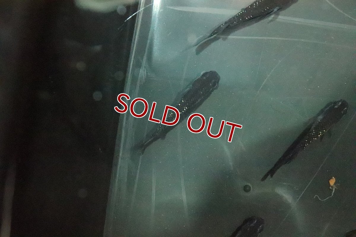 画像2: 【淡水魚】極上 ブラックダイヤメダカ(オロチラメ)【１匹】(変わりメダカ)(生体)(淡水)NKKM (2)