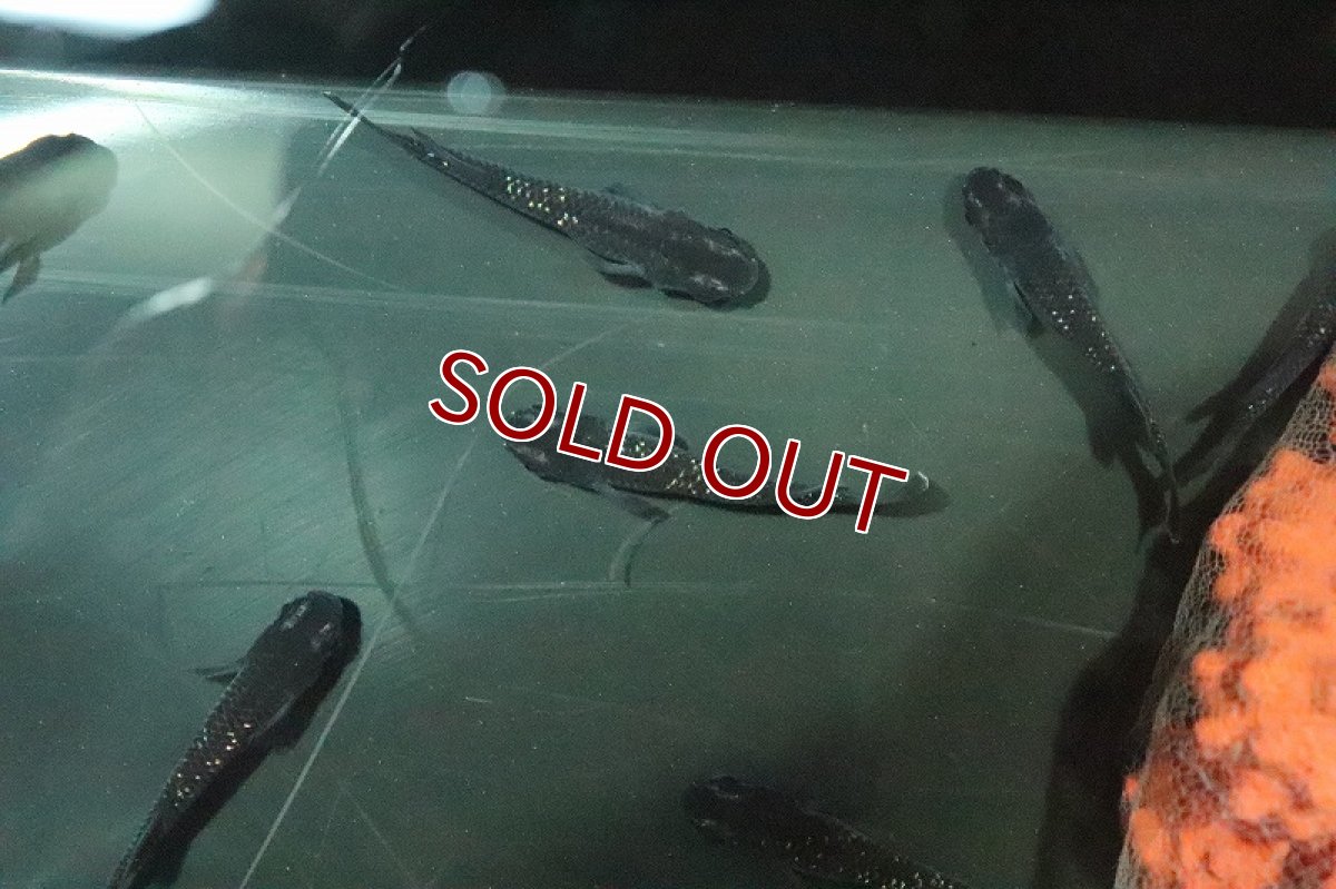 画像3: 【淡水魚】極上 ブラックダイヤメダカ(オロチラメ)【１匹】(変わりメダカ)(生体)(淡水)NKKM (3)