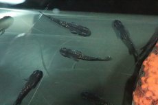 画像3: 【淡水魚】【通販】極上 ブラックダイヤメダカ(オロチラメ)【１匹】(変わりメダカ)(生体)(淡水)NKKM (3)