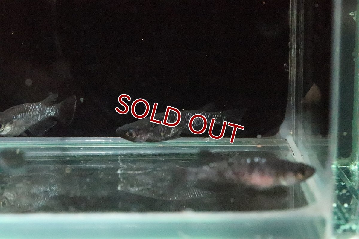 画像4: 【淡水魚】極上 ブラックダイヤメダカ(オロチラメ)【１匹】(変わりメダカ)(生体)(淡水)NKKM (4)