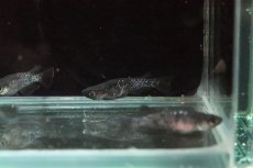 画像4: 【淡水魚】【通販】極上 ブラックダイヤメダカ(オロチラメ)【１匹】(変わりメダカ)(生体)(淡水)NKKM (4)