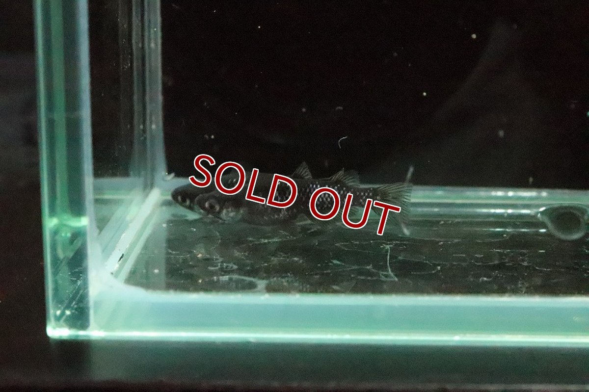 画像5: 【淡水魚】極上 ブラックダイヤメダカ(オロチラメ)【１匹】(変わりメダカ)(生体)(淡水)NKKM (5)