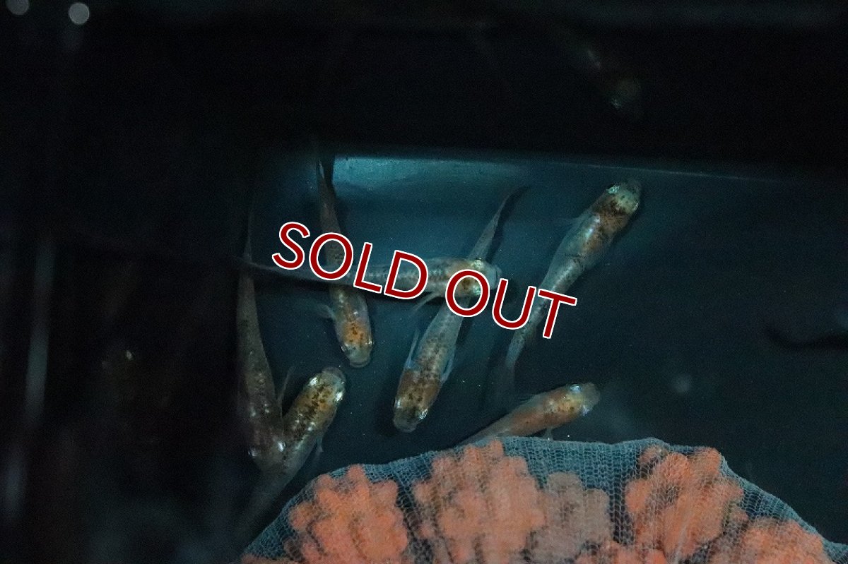 画像2: 【淡水魚】三色錦メダカ【１匹】(変わりメダカ)(生体)(淡水)NKKM (2)