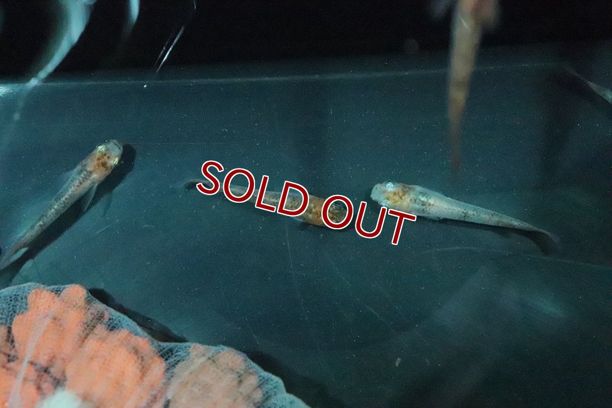 画像3: 【淡水魚】三色錦メダカ【１匹】(変わりメダカ)(生体)(淡水)NKKM (3)