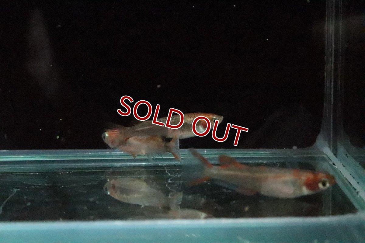 画像4: 【淡水魚】三色錦メダカ【１匹】(変わりメダカ)(生体)(淡水)NKKM (4)