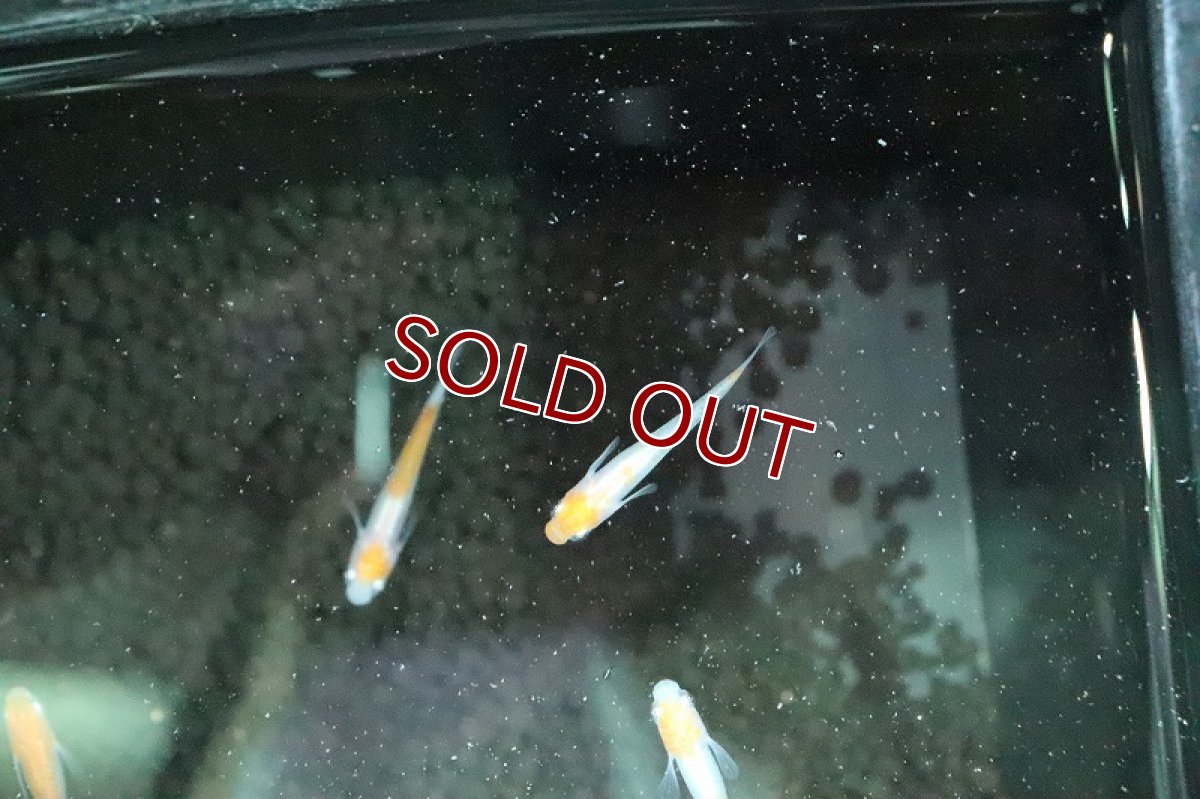 画像2: 【淡水魚】朱赤透明鱗紅白更紗メダカ【１匹 サンプル画像】(変わりめだか)(生体)(淡水)ＮＫMK (2)