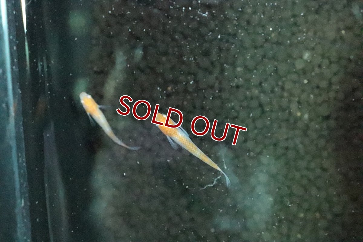 画像3: 【淡水魚】朱赤透明鱗紅白更紗メダカ【１匹 サンプル画像】(変わりめだか)(生体)(淡水)ＮＫMK (3)