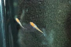 画像3: 【淡水魚】【通販】朱赤透明鱗紅白更紗メダカ【１匹 サンプル画像】(変わりめだか)(生体)(淡水)ＮＫMK (3)