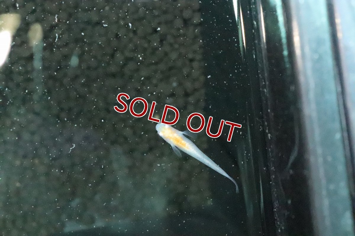 画像4: 【淡水魚】朱赤透明鱗紅白更紗メダカ【１匹 サンプル画像】(変わりめだか)(生体)(淡水)ＮＫMK (4)