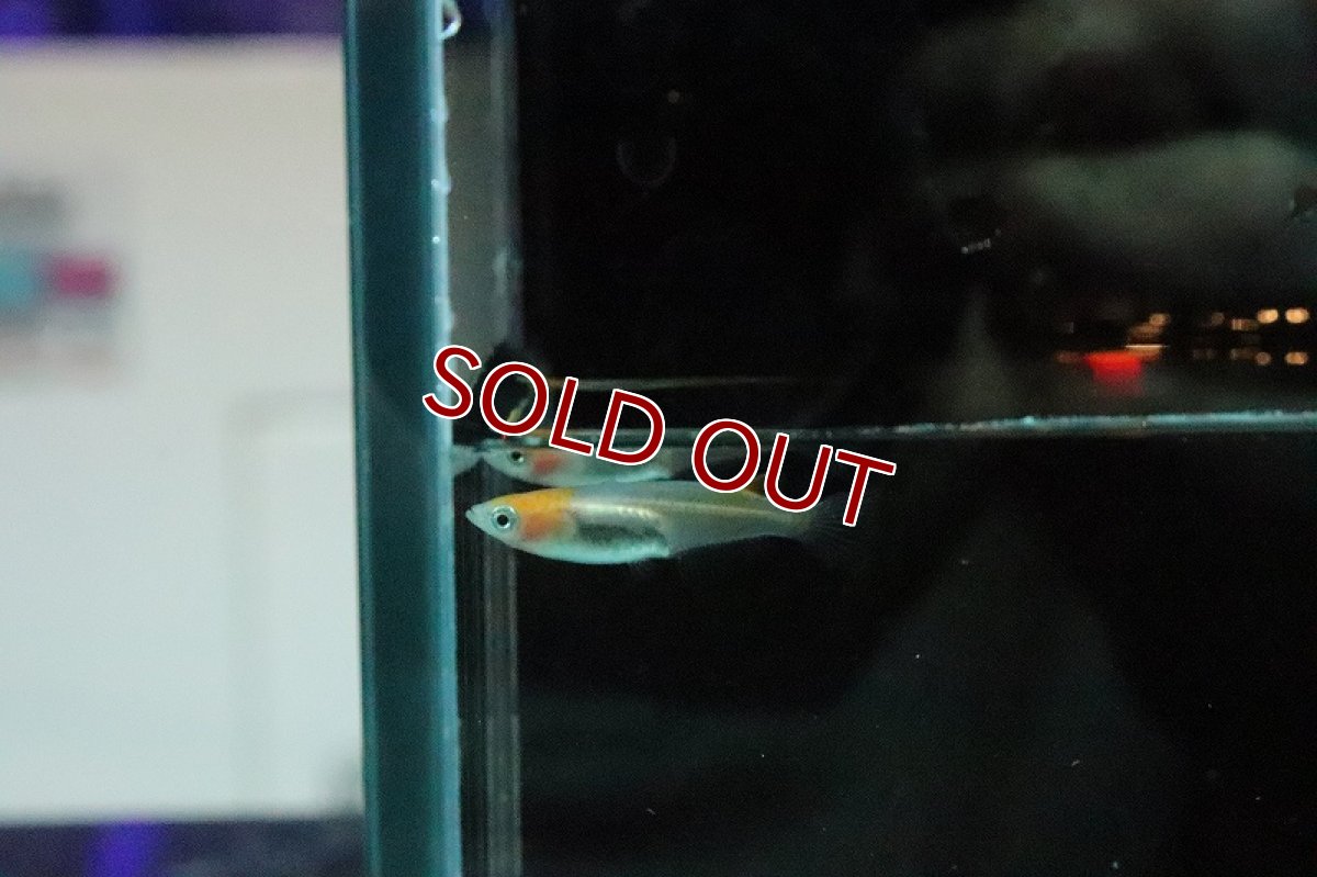 画像5: 【淡水魚】朱赤透明鱗紅白更紗メダカ【１匹 サンプル画像】(変わりめだか)(生体)(淡水)ＮＫMK (5)