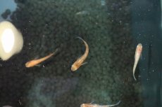 画像1: 【淡水魚】【通販】赤ブチメダカ【１匹 サンプル画像】(変わりめだか)(生体)(淡水)ＮＫMK (1)