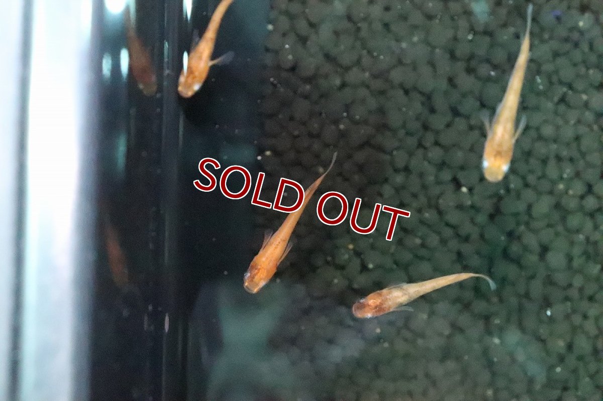 画像2: 【淡水魚】赤ブチメダカ【１匹 サンプル画像】(変わりめだか)(生体)(淡水)ＮＫMK (2)