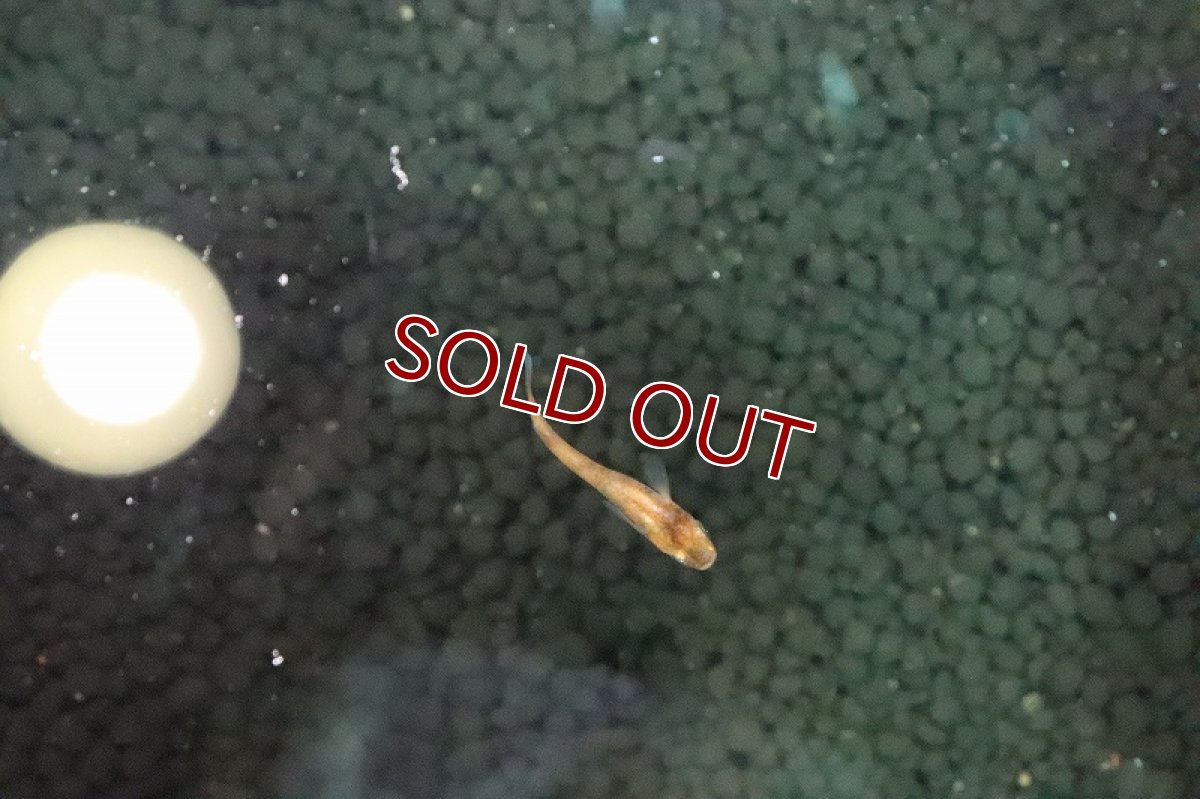 画像3: 【淡水魚】赤ブチメダカ【１匹 サンプル画像】(変わりめだか)(生体)(淡水)ＮＫMK (3)