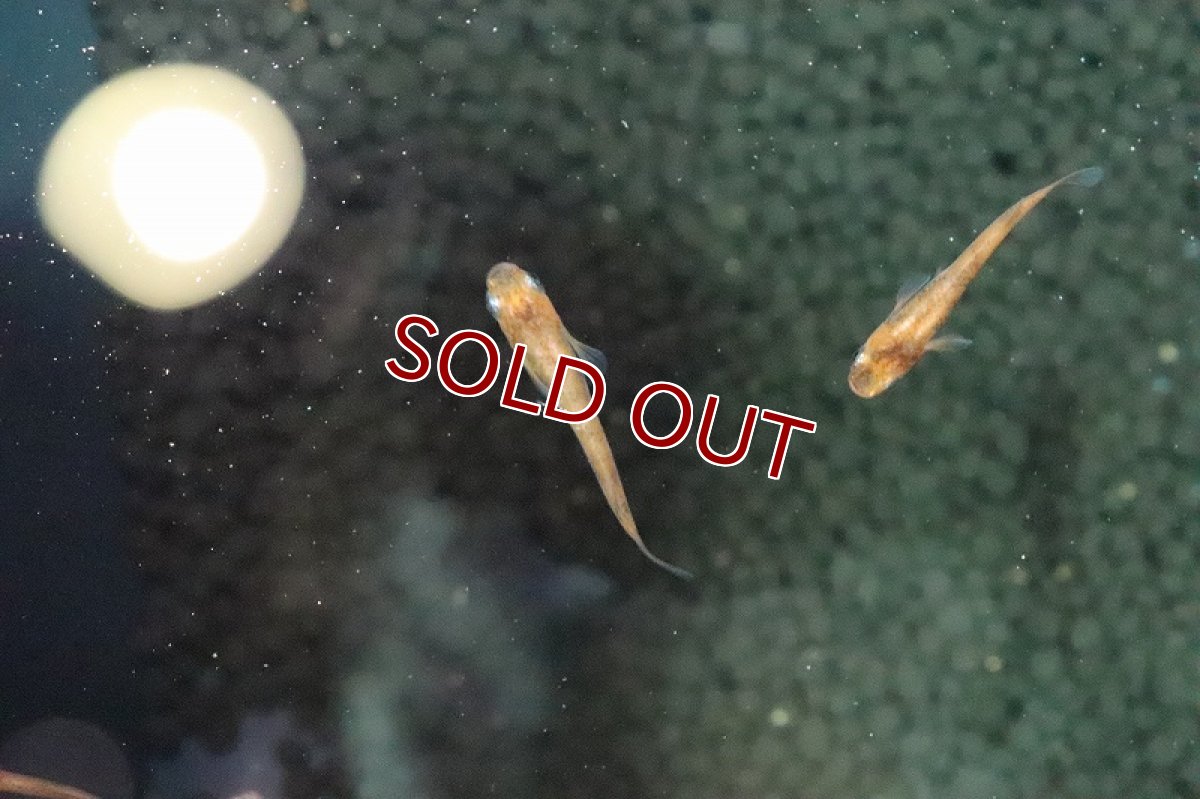 画像4: 【淡水魚】赤ブチメダカ【１匹 サンプル画像】(変わりめだか)(生体)(淡水)ＮＫMK (4)