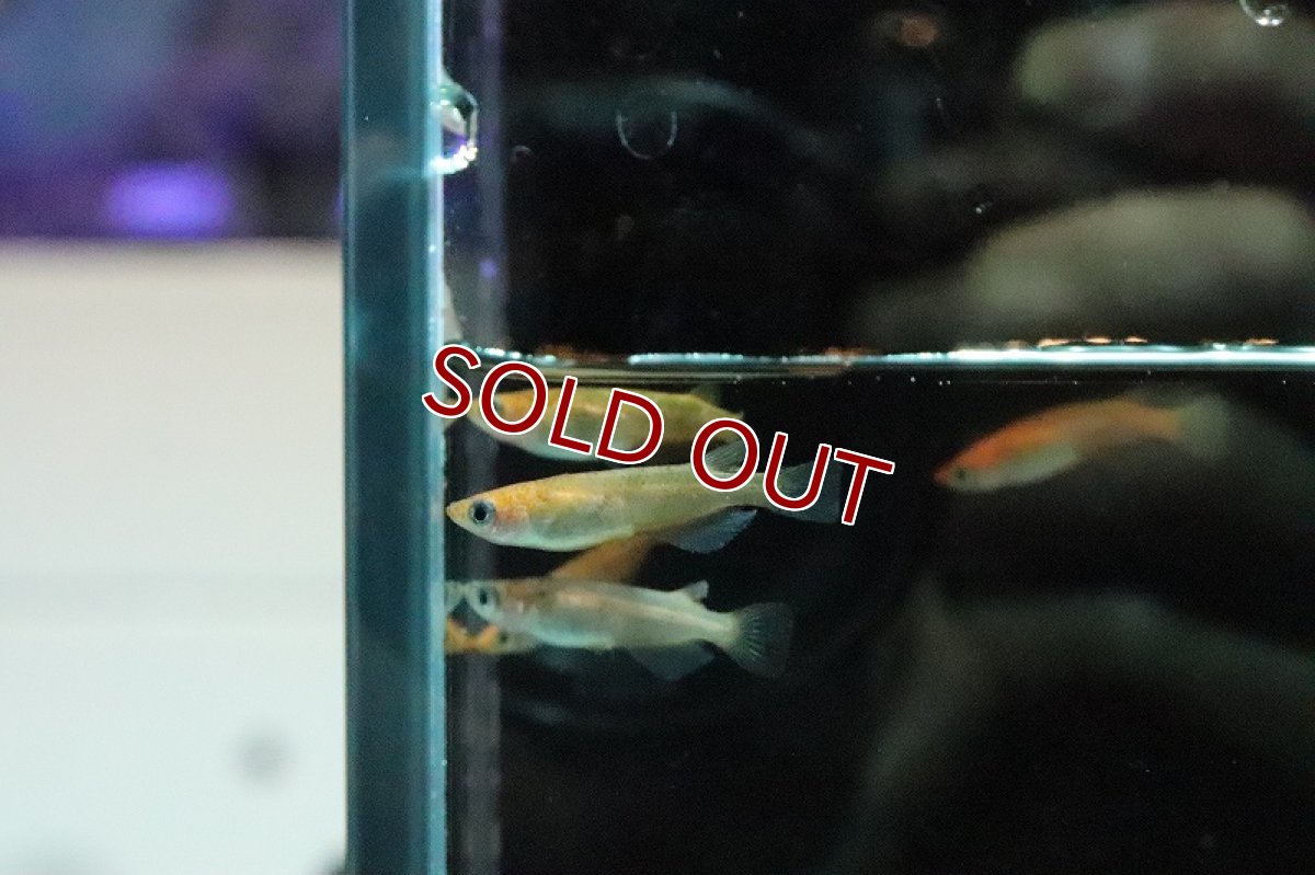 画像5: 【淡水魚】赤ブチメダカ【１匹 サンプル画像】(変わりめだか)(生体)(淡水)ＮＫMK (5)