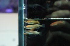画像5: 【淡水魚】【通販】赤ブチメダカ【１匹 サンプル画像】(変わりめだか)(生体)(淡水)ＮＫMK (5)