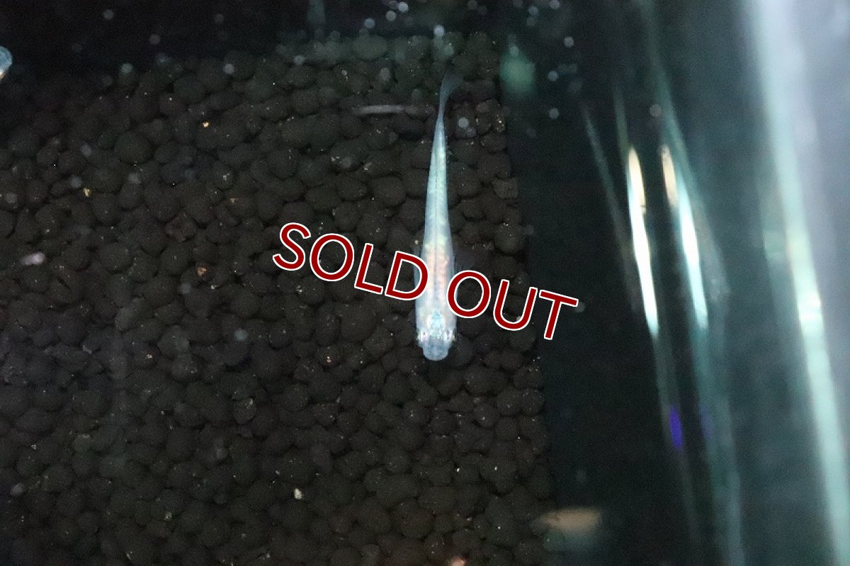 画像2: 【淡水魚】百式幹之メダカ(全身体内光)【１匹 サンプル画像】(変わりめだか)(生体)(淡水)ＮＫMK (2)