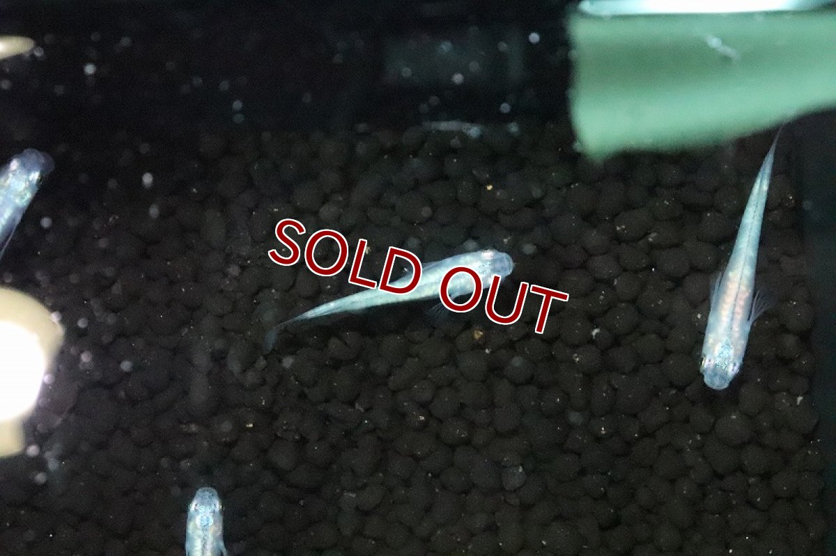 画像3: 【淡水魚】百式幹之メダカ(全身体内光)【１匹 サンプル画像】(変わりめだか)(生体)(淡水)ＮＫMK (3)