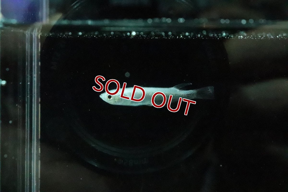 画像4: 【淡水魚】百式幹之メダカ(全身体内光)【１匹 サンプル画像】(変わりめだか)(生体)(淡水)ＮＫMK (4)