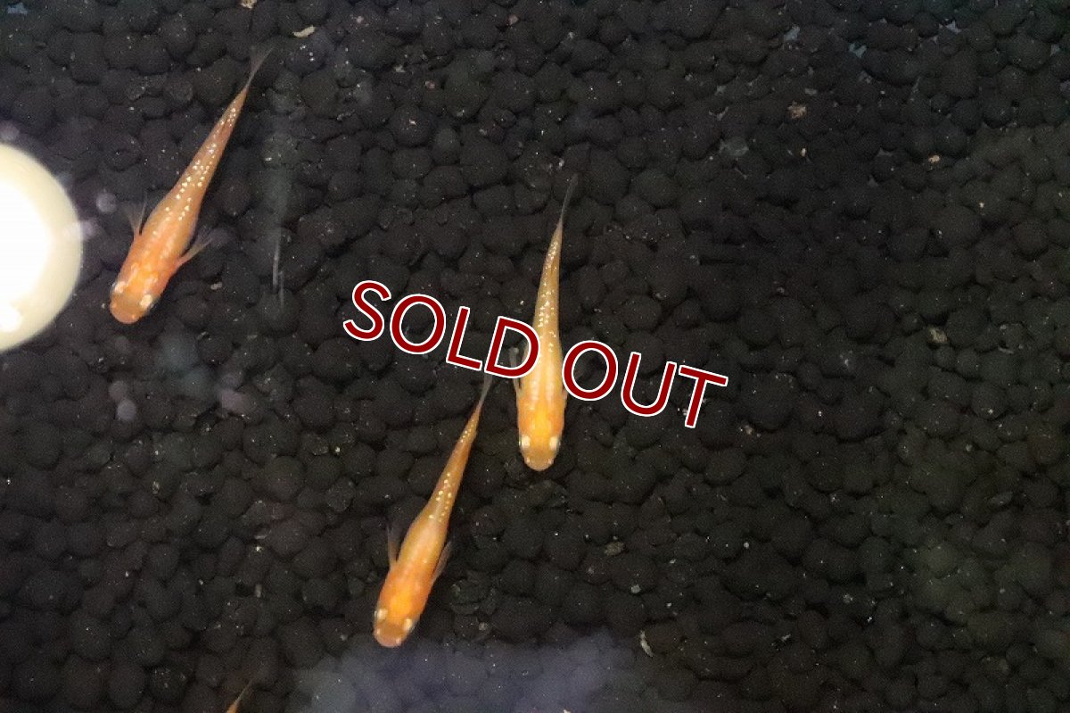 画像2: 【淡水魚】紅帝ラメメダカ【１匹 サンプル画像】(変わりめだか)(生体)(淡水)ＮＫMK (2)