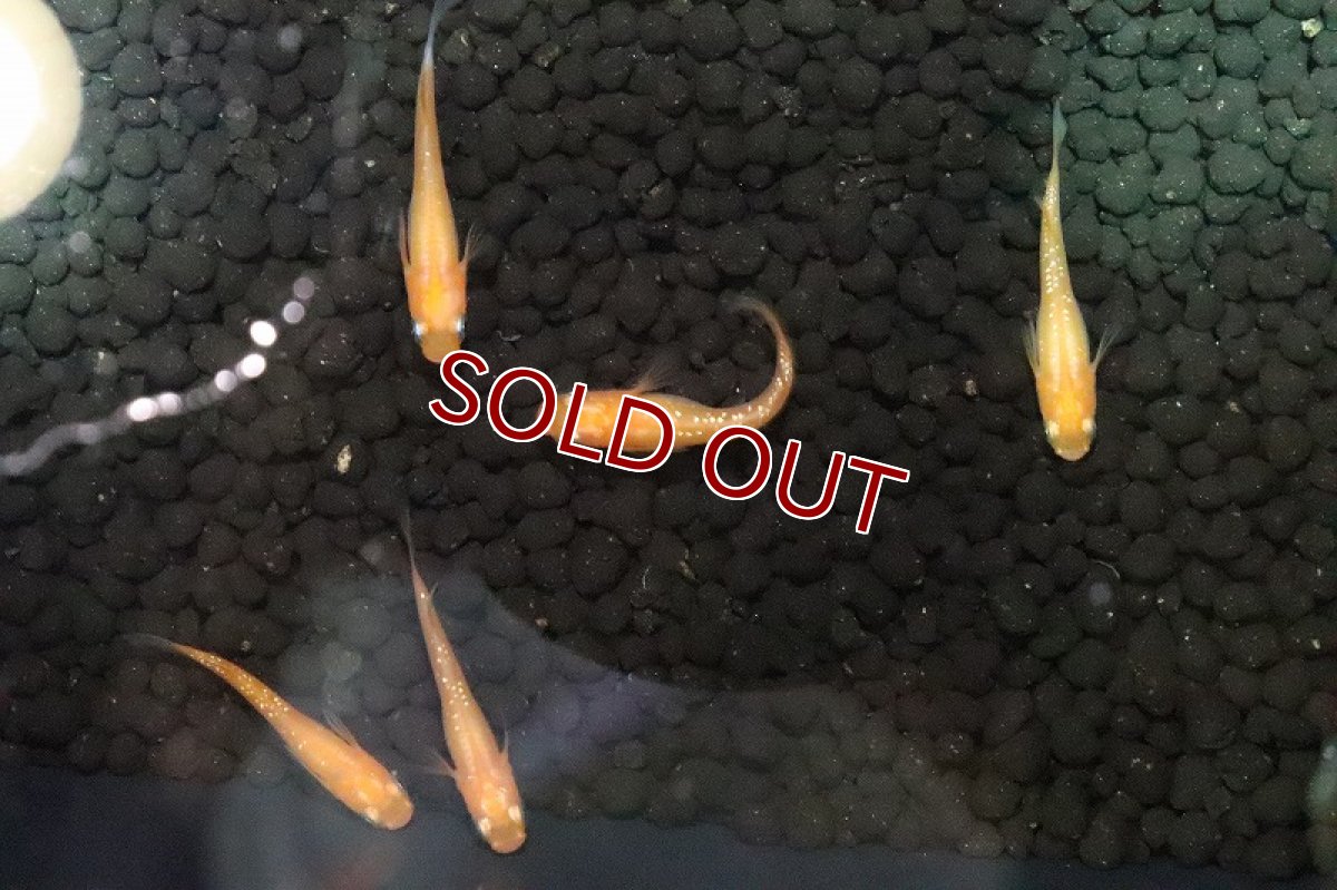 画像3: 【淡水魚】紅帝ラメメダカ【１匹 サンプル画像】(変わりめだか)(生体)(淡水)ＮＫMK (3)