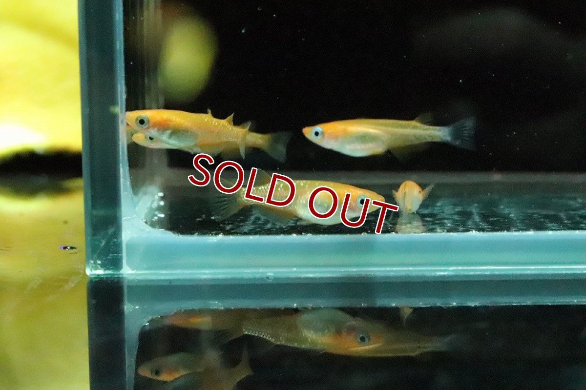 画像4: 【淡水魚】紅帝ラメメダカ【１匹 サンプル画像】(変わりめだか)(生体)(淡水)ＮＫMK (4)