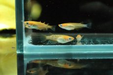 画像4: 【淡水魚】【通販】紅帝ラメメダカ【１匹 サンプル画像】(変わりめだか)(生体)(淡水)ＮＫMK (4)