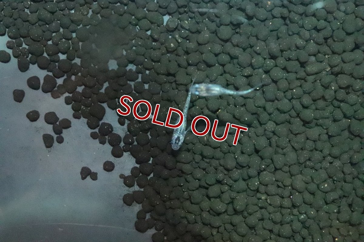 画像2: 【淡水魚】夜桜メダカ【１匹 サンプル画像】(変わりめだか)(生体)(淡水)ＮＫMK (2)