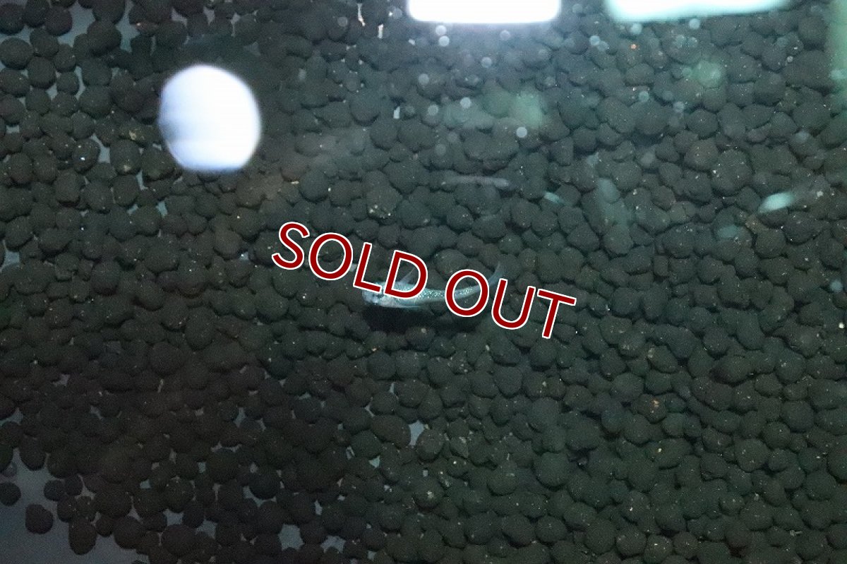 画像3: 【淡水魚】夜桜メダカ【１匹 サンプル画像】(変わりめだか)(生体)(淡水)ＮＫMK (3)