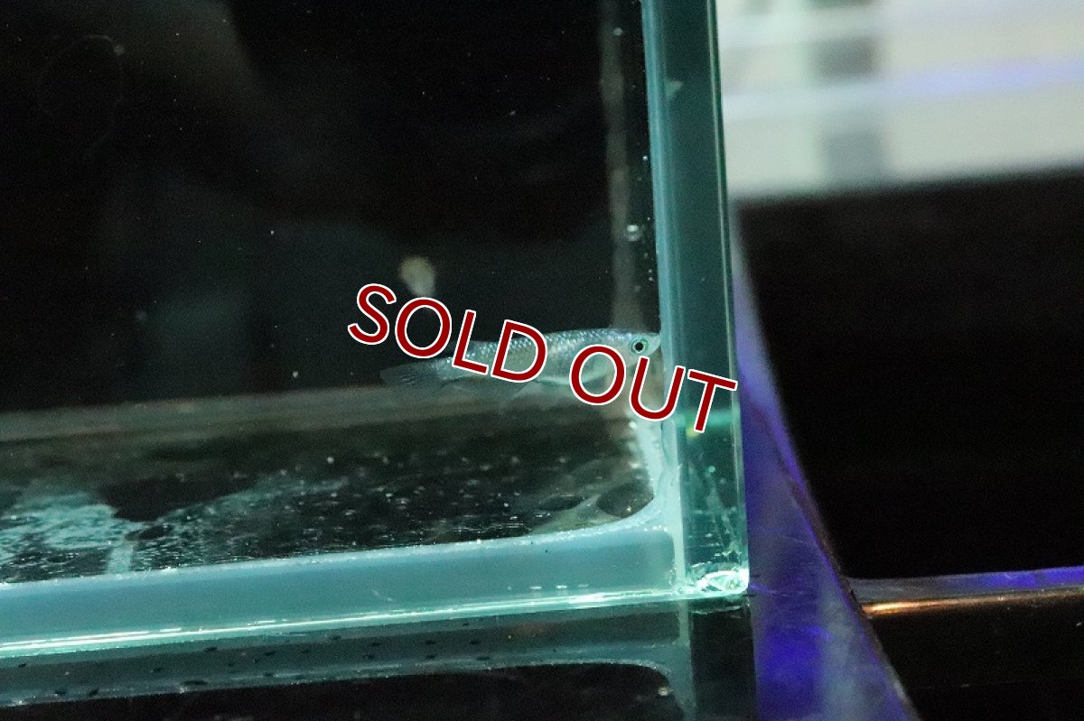 画像4: 【淡水魚】夜桜メダカ【１匹 サンプル画像】(変わりめだか)(生体)(淡水)ＮＫMK (4)