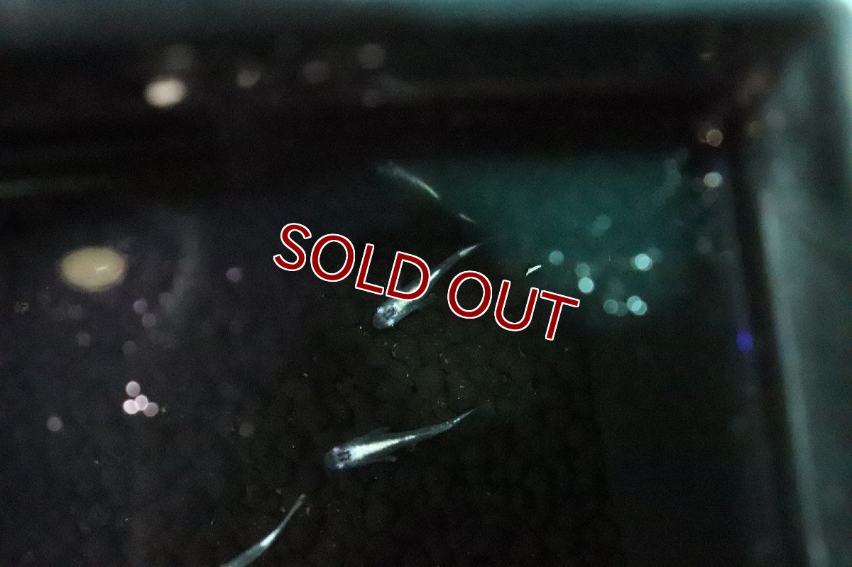 画像2: 【淡水魚】ドラゴンブルーメダカ【１匹 サンプル画像】(変わりめだか)(生体)(淡水)ＮＫMK (2)