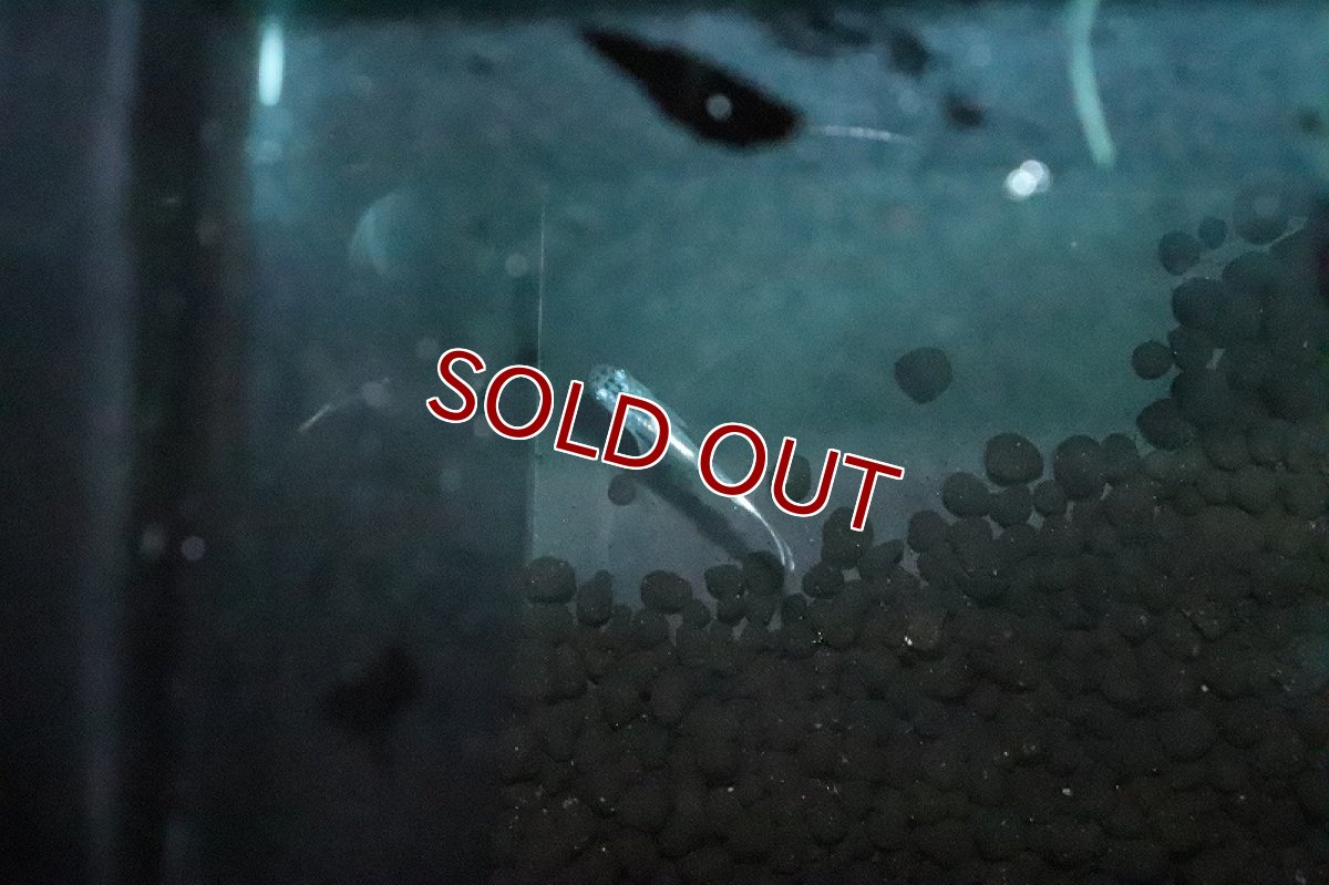 画像3: 【淡水魚】ドラゴンブルーメダカ【１匹 サンプル画像】(変わりめだか)(生体)(淡水)ＮＫMK (3)