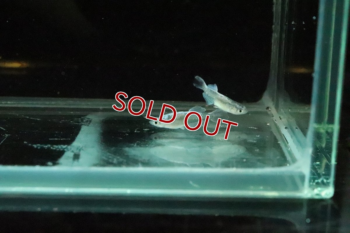 画像4: 【淡水魚】ドラゴンブルーメダカ【１匹 サンプル画像】(変わりめだか)(生体)(淡水)ＮＫMK (4)