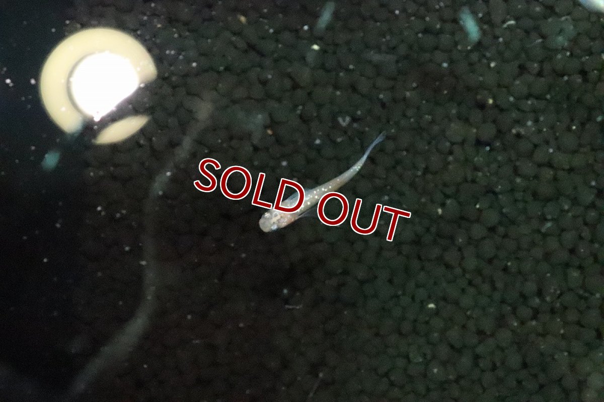 画像2: 【淡水魚】月下美人メダカ(オーロララメ光体型品種)【１匹 サンプル画像】(変わりめだか)(生体)(淡水)ＮＫMK (2)