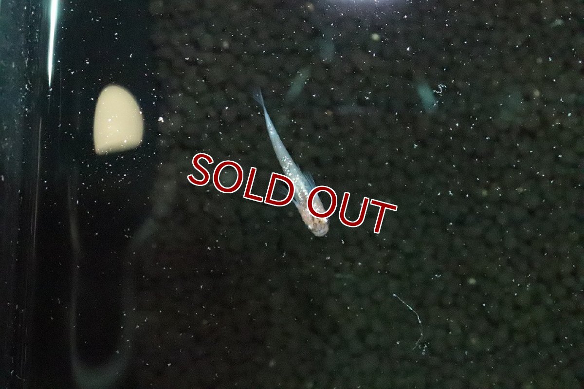 画像3: 【淡水魚】月下美人メダカ(オーロララメ光体型品種)【１匹 サンプル画像】(変わりめだか)(生体)(淡水)ＮＫMK (3)