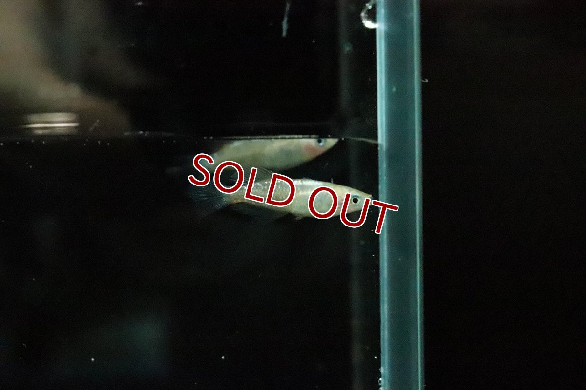 画像4: 【淡水魚】月下美人メダカ(オーロララメ光体型品種)【１匹 サンプル画像】(変わりめだか)(生体)(淡水)ＮＫMK (4)