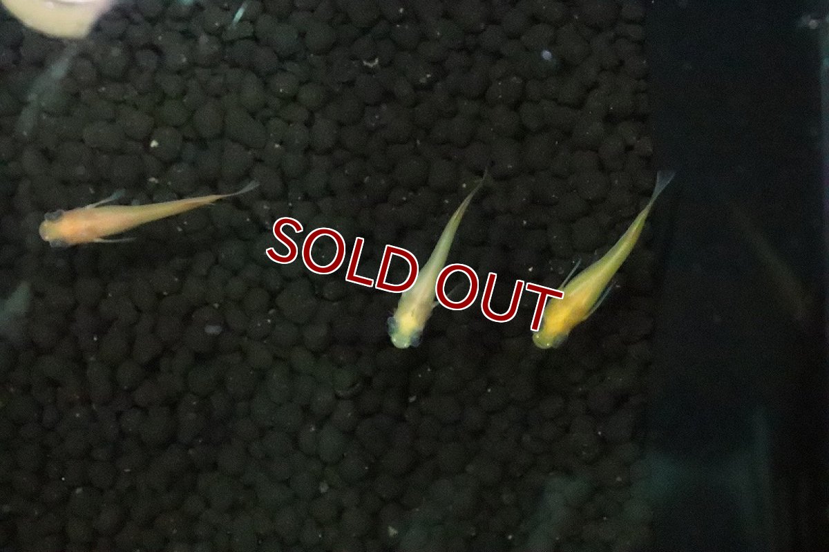 画像2: 【淡水魚】出目パンダメダカ【１匹 サンプル画像】(変わりめだか)(生体)(淡水)ＮＫMK (2)