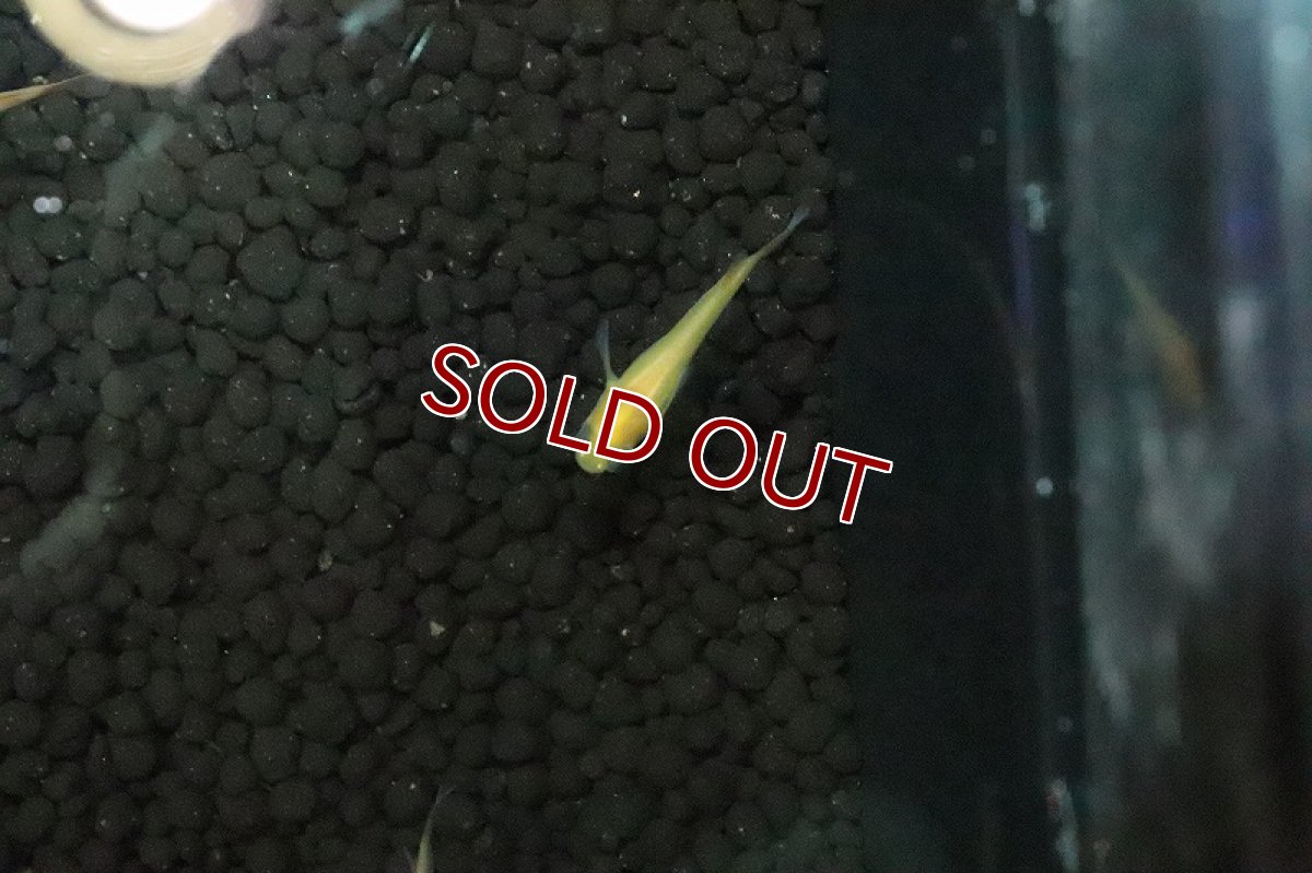 画像3: 【淡水魚】出目パンダメダカ【１匹 サンプル画像】(変わりめだか)(生体)(淡水)ＮＫMK (3)