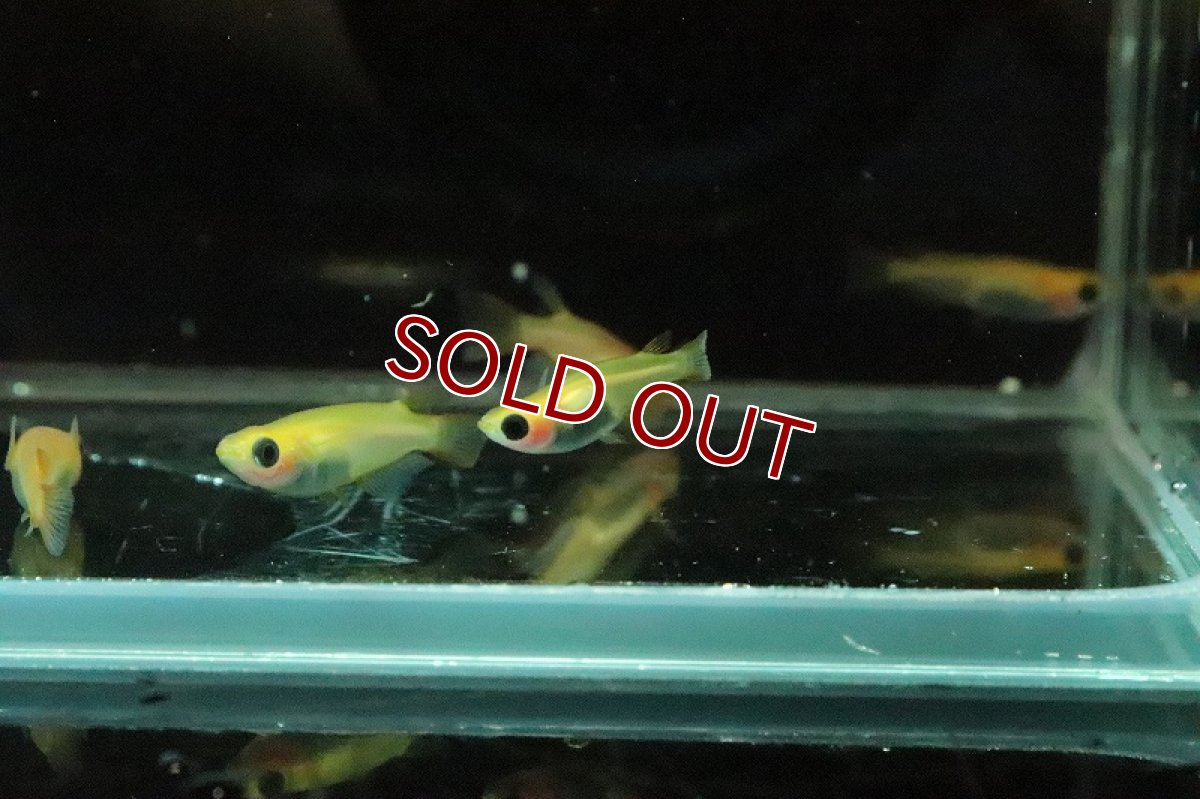 画像4: 【淡水魚】出目パンダメダカ【１匹 サンプル画像】(変わりめだか)(生体)(淡水)ＮＫMK (4)