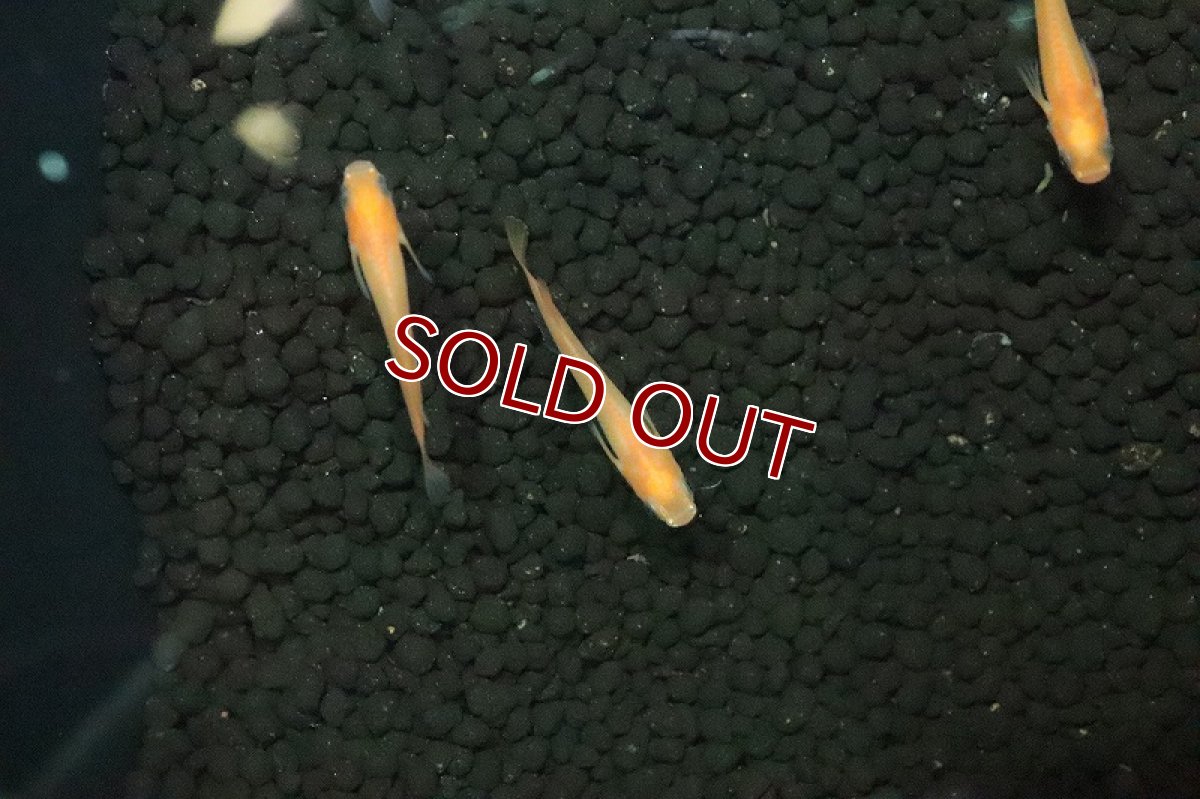 画像2: 【淡水魚】楊貴妃パンダメダカ【１匹 サンプル画像】(変わりめだか)(生体)(淡水)ＮＫMK (2)