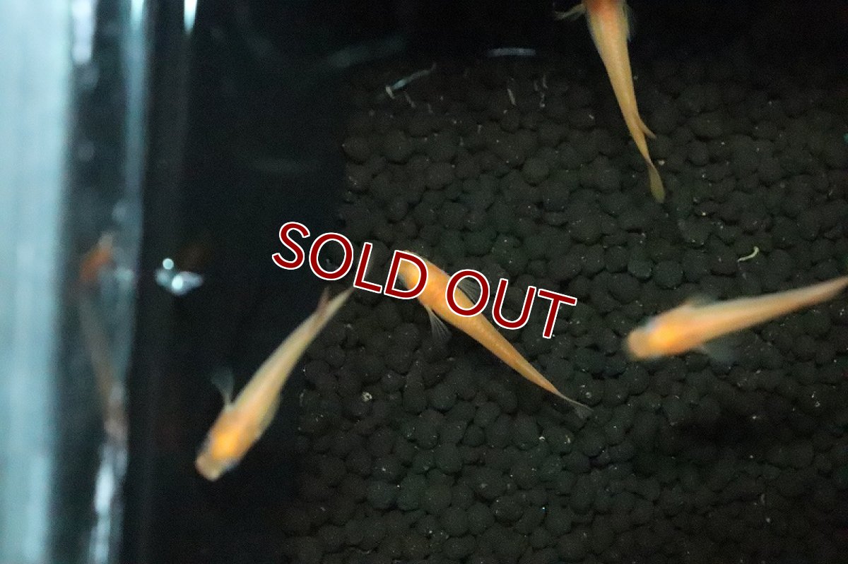 画像3: 【淡水魚】楊貴妃パンダメダカ【１匹 サンプル画像】(変わりめだか)(生体)(淡水)ＮＫMK (3)