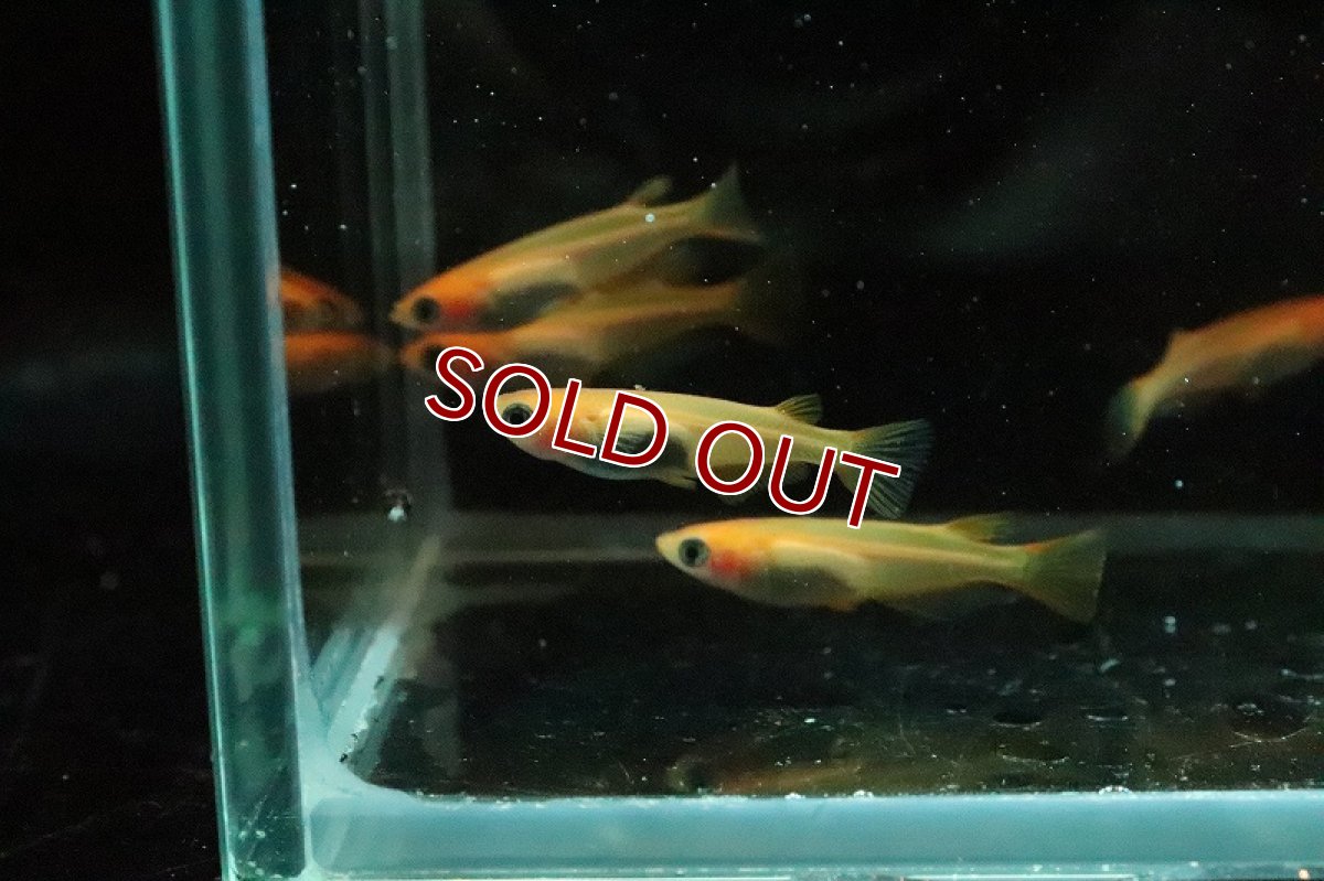 画像4: 【淡水魚】楊貴妃パンダメダカ【１匹 サンプル画像】(変わりめだか)(生体)(淡水)ＮＫMK (4)