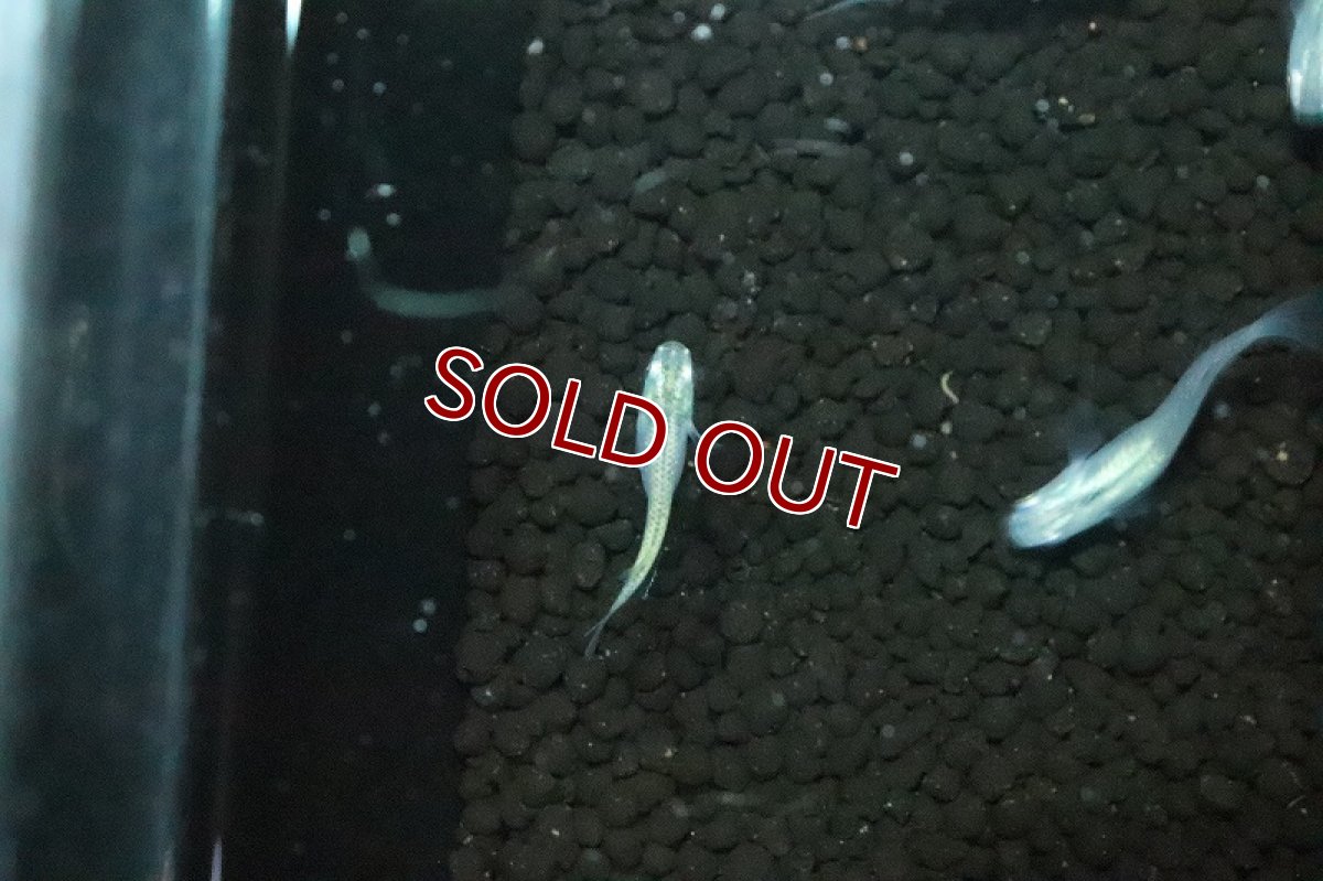 画像2: 【淡水魚】北斗メダカ(青透明鱗体内光)【１匹 サンプル画像】(変わりめだか)(生体)(淡水)ＮＫMK (2)