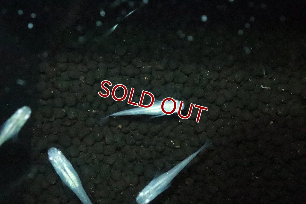 画像3: 【淡水魚】北斗メダカ(青透明鱗体内光)【１匹 サンプル画像】(変わりめだか)(生体)(淡水)ＮＫMK (3)