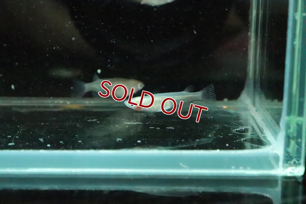 画像4: 【淡水魚】北斗メダカ(青透明鱗体内光)【１匹 サンプル画像】(変わりめだか)(生体)(淡水)ＮＫMK (4)