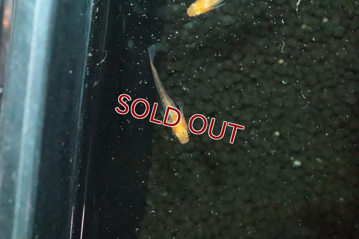 画像2: 【淡水魚】乙姫メダカ【１匹 サンプル画像】(変わりめだか)(生体)(淡水)ＮＫMK (2)