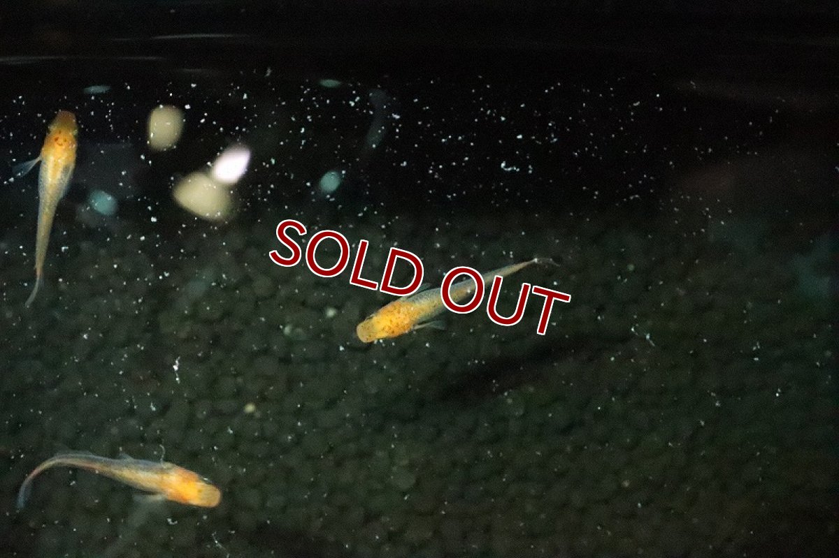 画像3: 【淡水魚】乙姫メダカ【１匹 サンプル画像】(変わりめだか)(生体)(淡水)ＮＫMK (3)