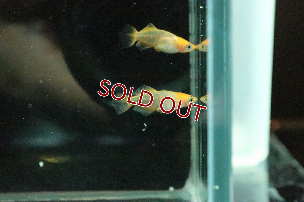 画像4: 【淡水魚】乙姫メダカ【１匹 サンプル画像】(変わりめだか)(生体)(淡水)ＮＫMK (4)