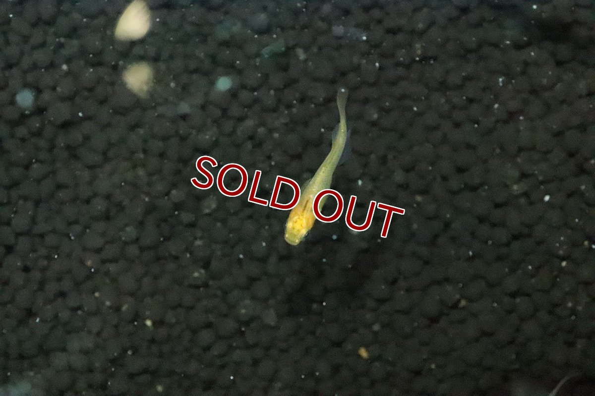 画像2: 【淡水魚】金鱗竜メダカ【１匹 サンプル画像】(変わりめだか)(生体)(淡水)ＮＫMK (2)